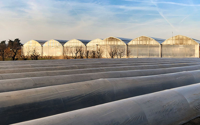 Serre per la coltivazione di asparagi - Azienda Agricola Baraldo Luigino - Pernumia Padova